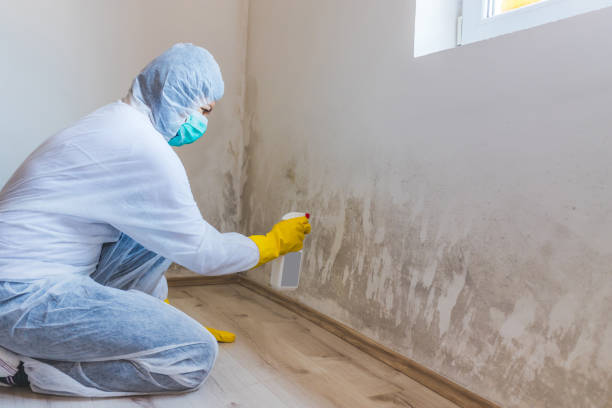 Licensed Basement Mold Remediation service in Fulton, TX - Car Mold Remediation