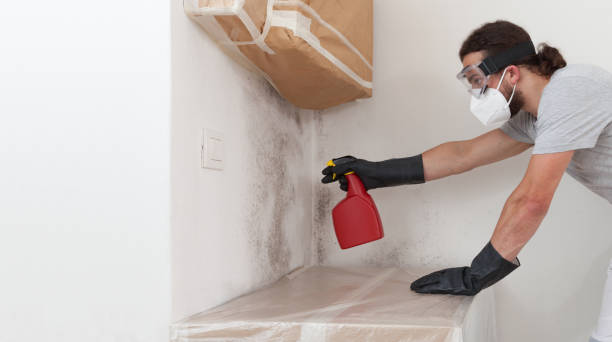 Professional Basement Mold Remediation technician working in Fulton, TX