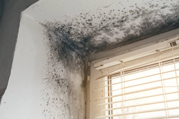 Affordable Basement Mold Remediation solutions in Fulton, TX